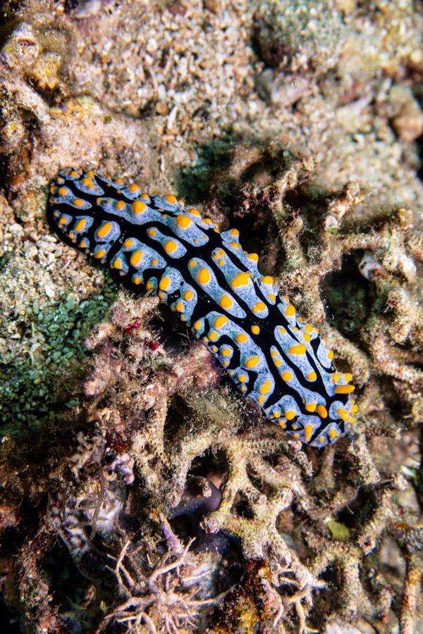 Varicose Wart Slug - Photo 1