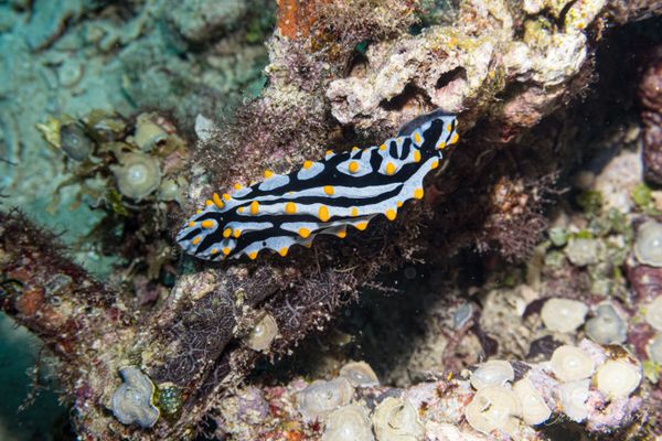 Varicose Wart Slug - Photo 6