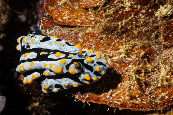 Varicose Wart Slug - Photo 8
