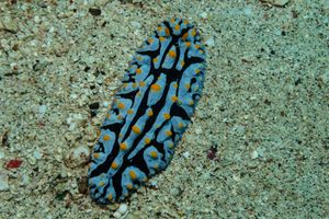 Varicose Wart Slug