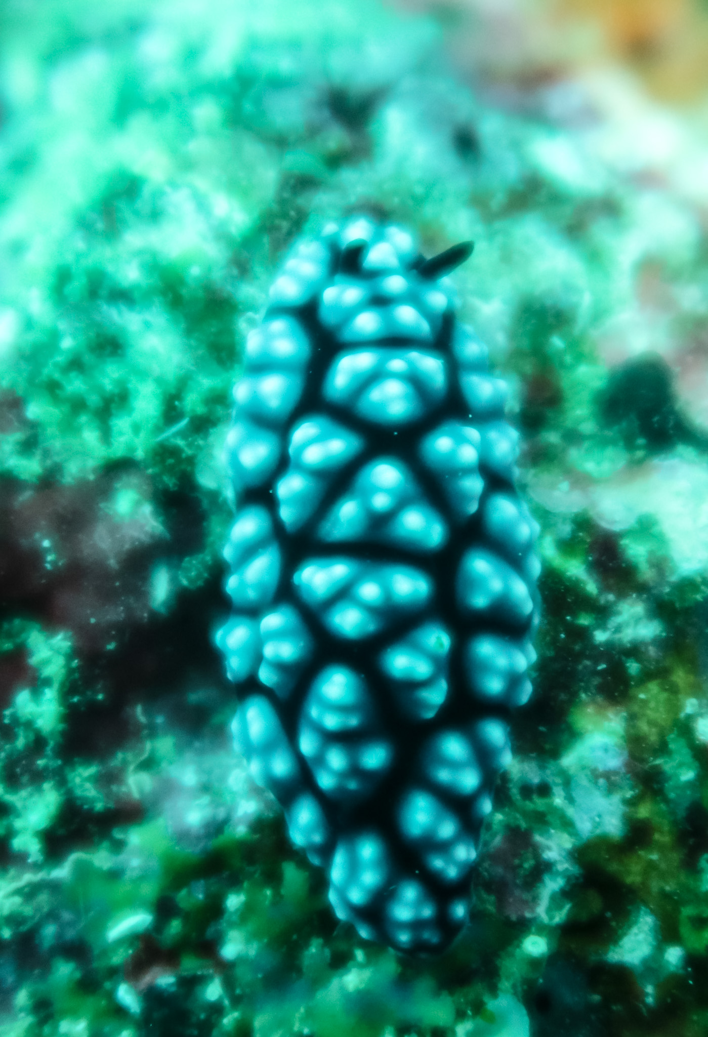 Pustulose Wart Slug