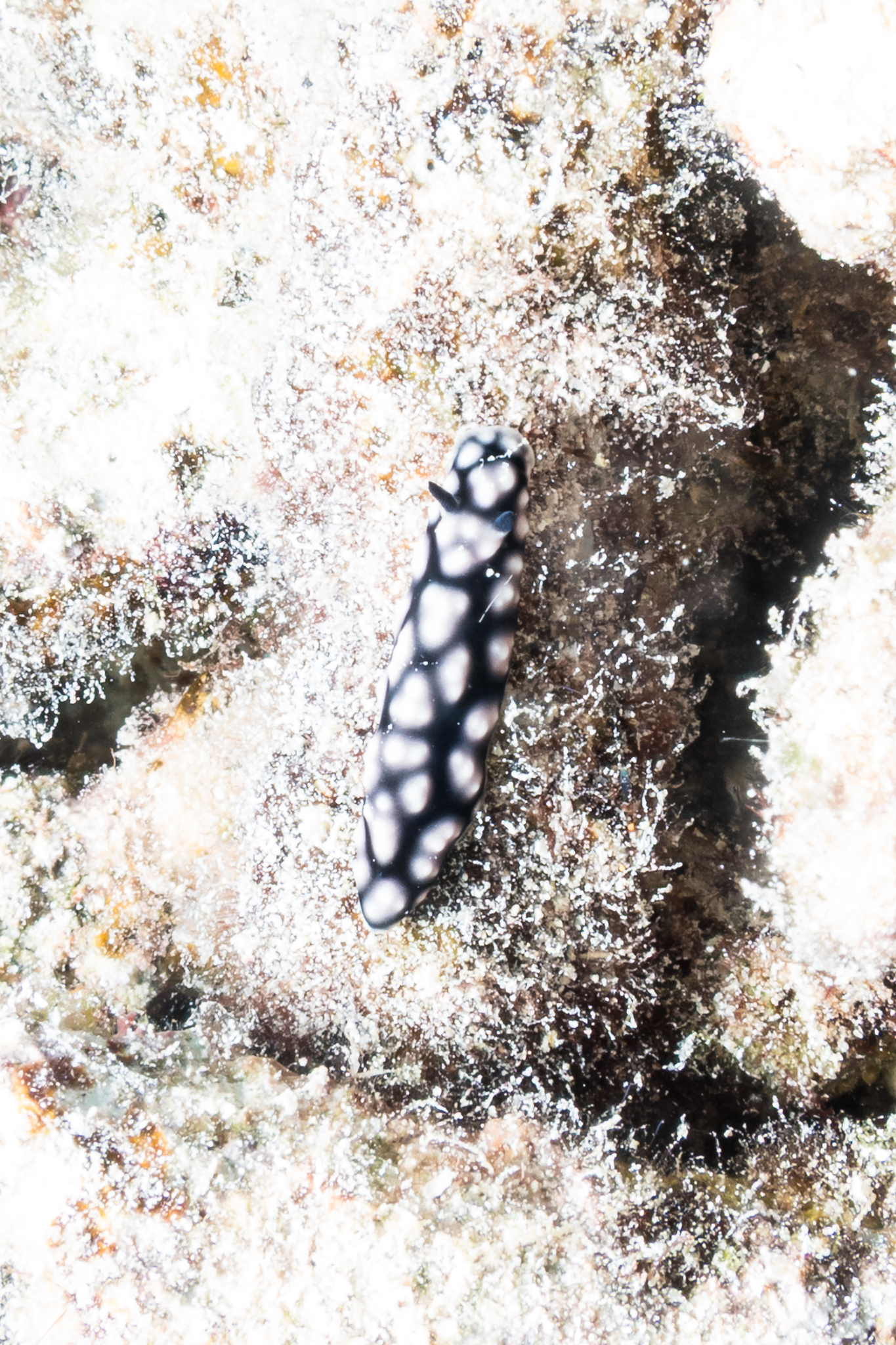 Pustulose Wart Slug