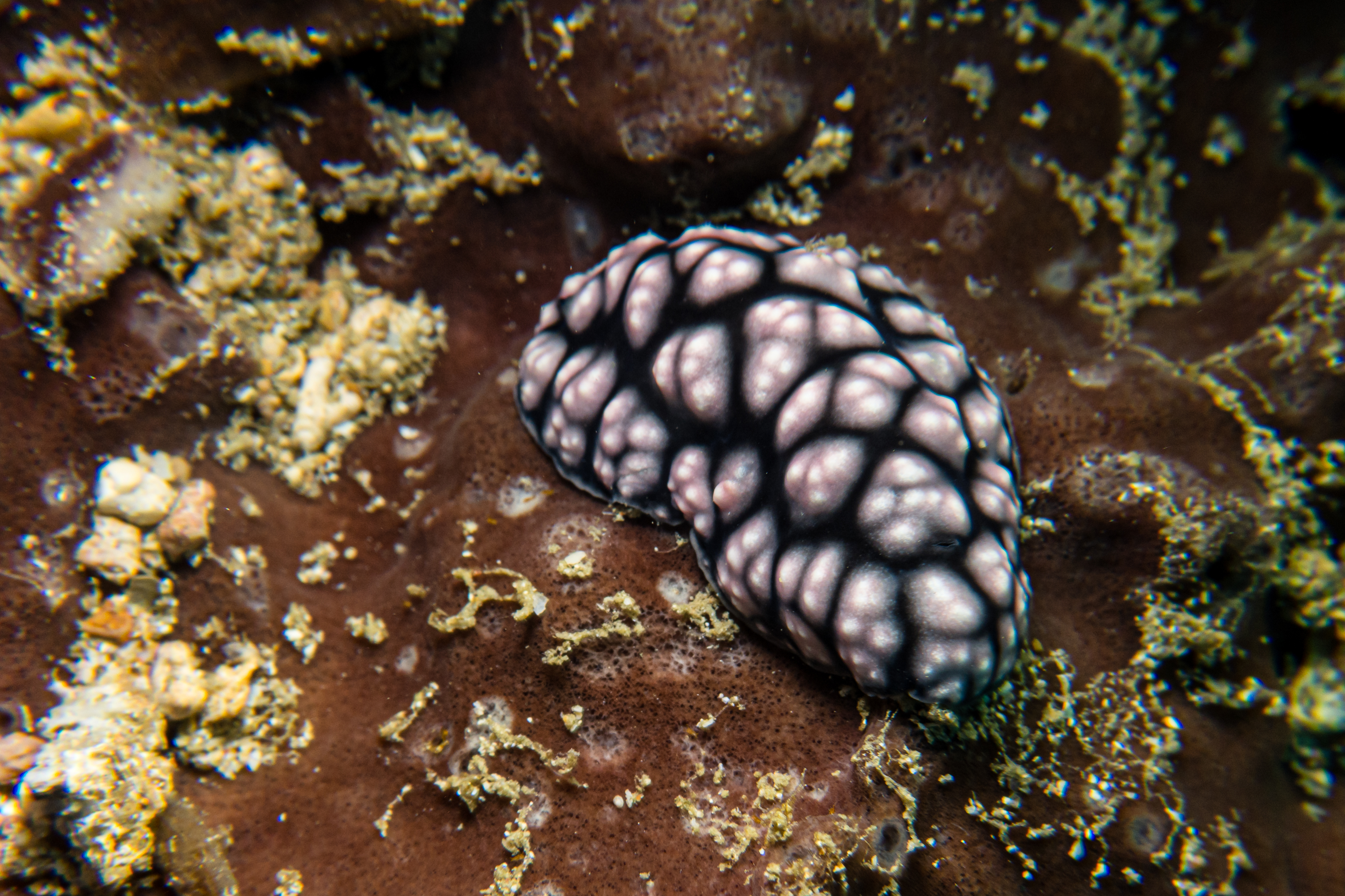Pustulose Wart Slug