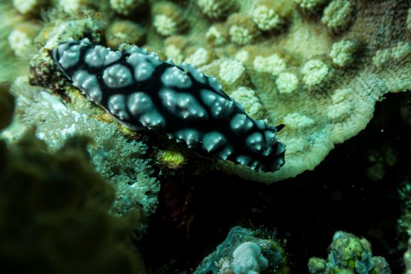 Pustulose Wart Slug - Photo 2
