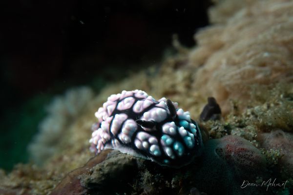 Pustulose Wart Slug - Puerto Galera - 21 May 2026 - Dive 1 - Ernie's Point