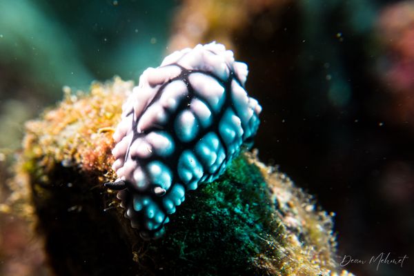 Pustulose Wart Slug - Photo 5
