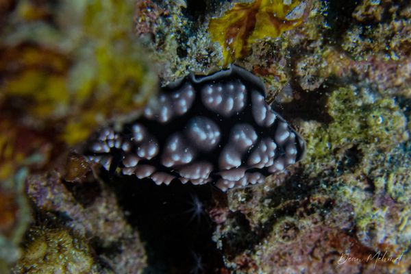 Pustulose Wart Slug