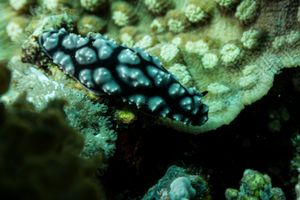 Pustulose Wart Slug