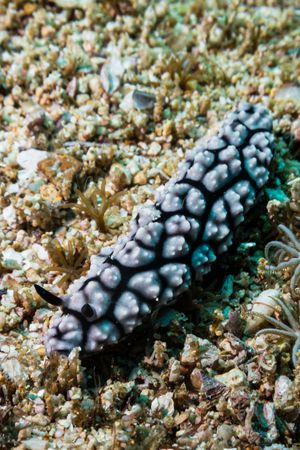 Pustulose Wart Slug