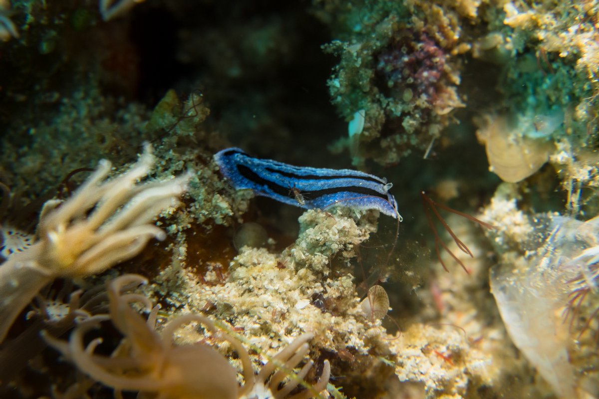 Annes Phyllidiopsis