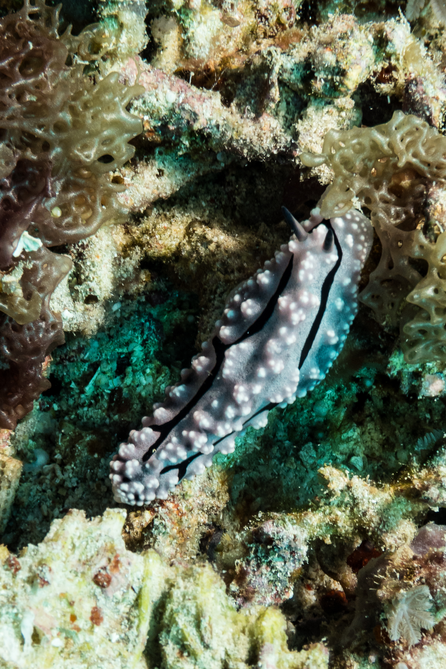 Krempf's Phyllidiopsis