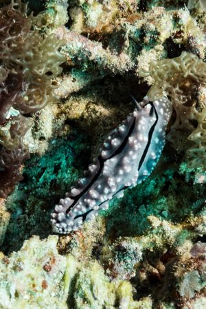 Phyllidiopsis Nudibranchs representative species
