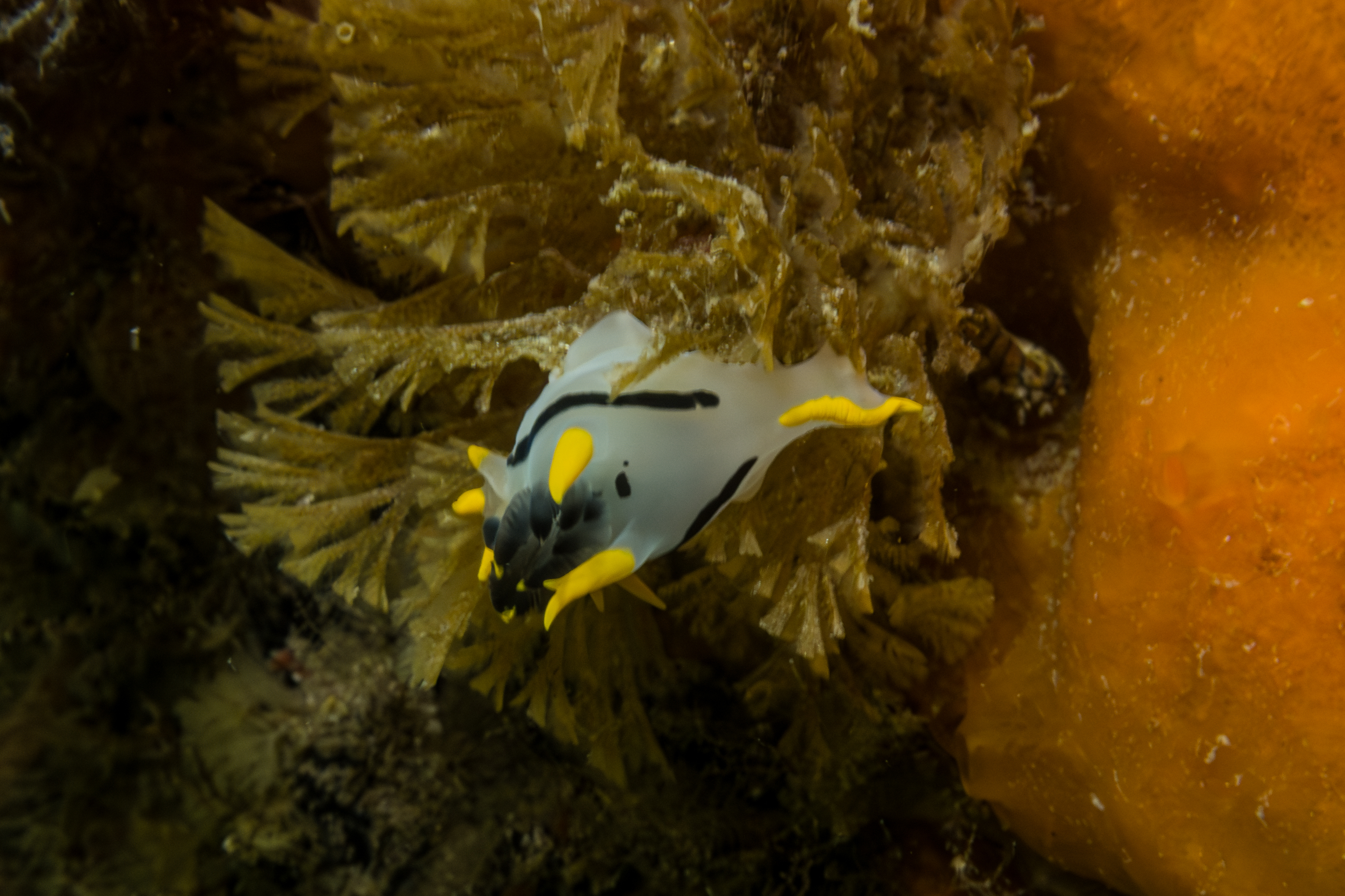 crowned nudibranch