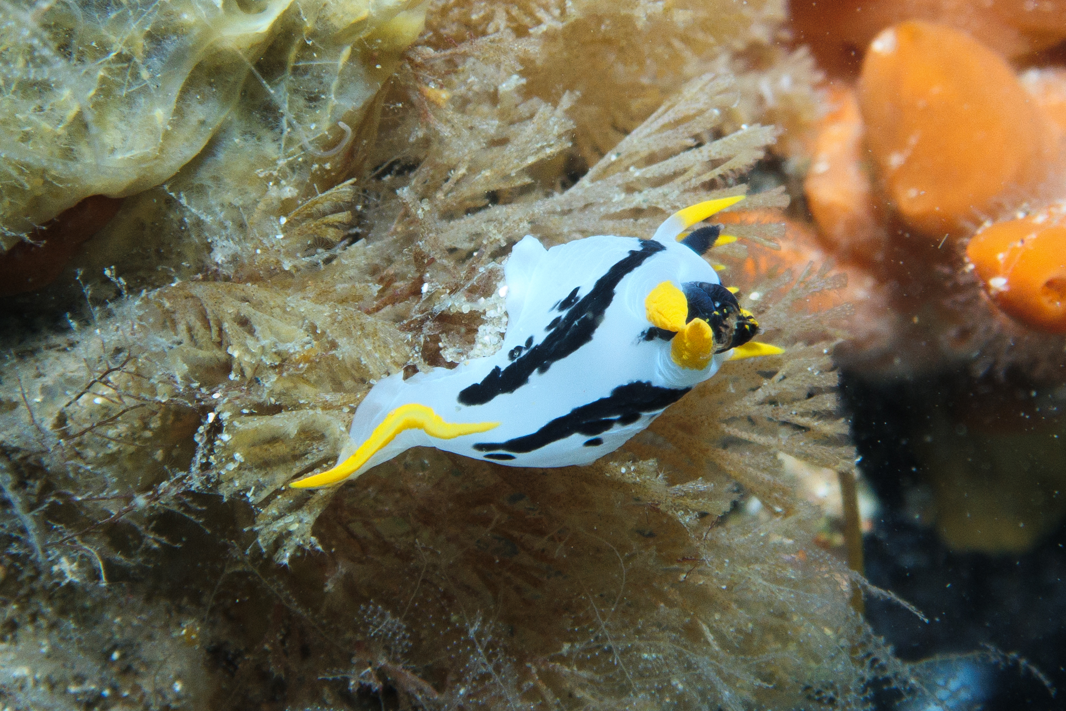 crowned nudibranch