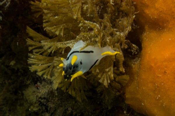 crowned nudibranch - Photo 1