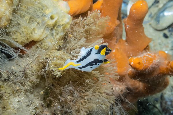 crowned nudibranch - Photo 3