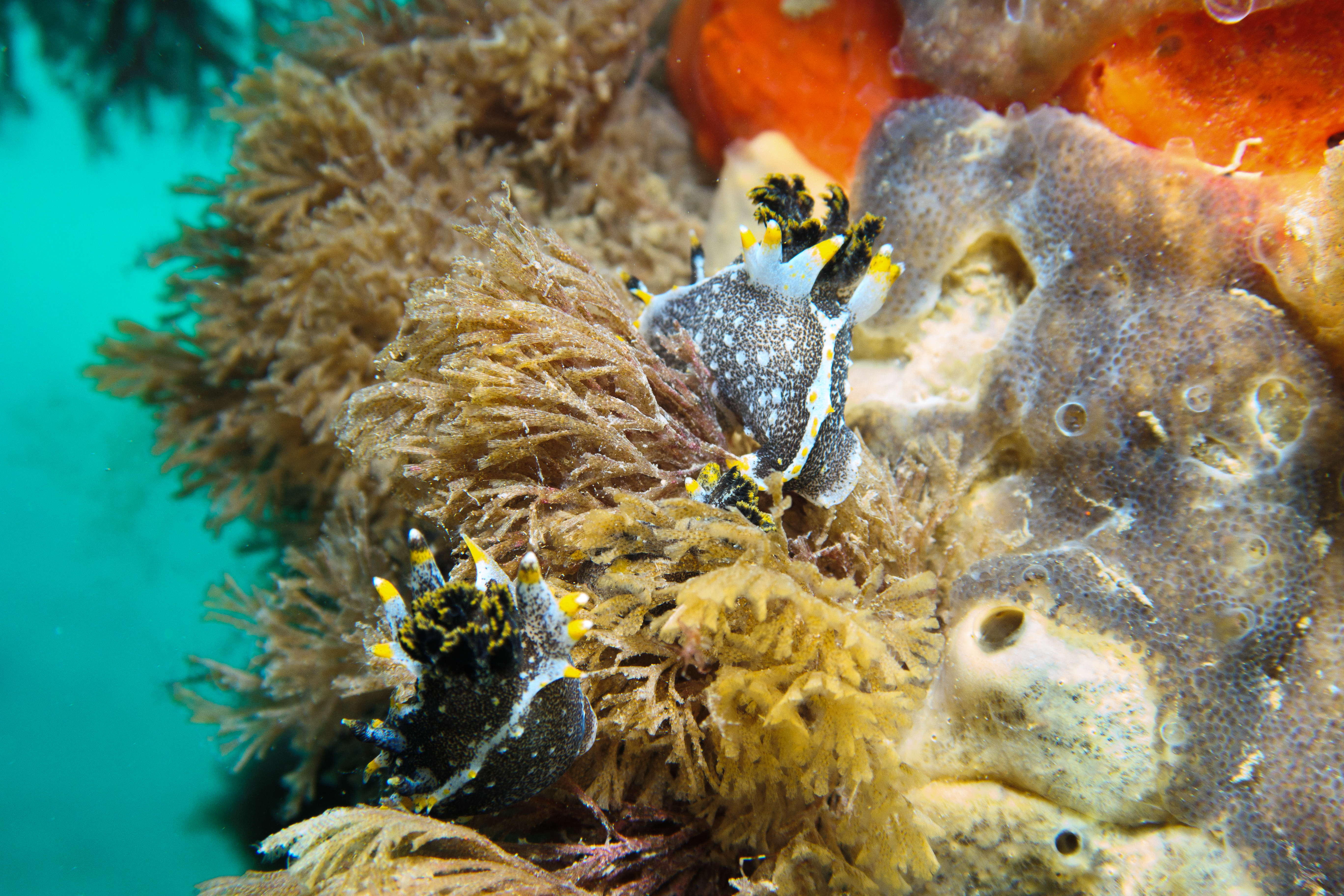 Hedgpeth's Dorid