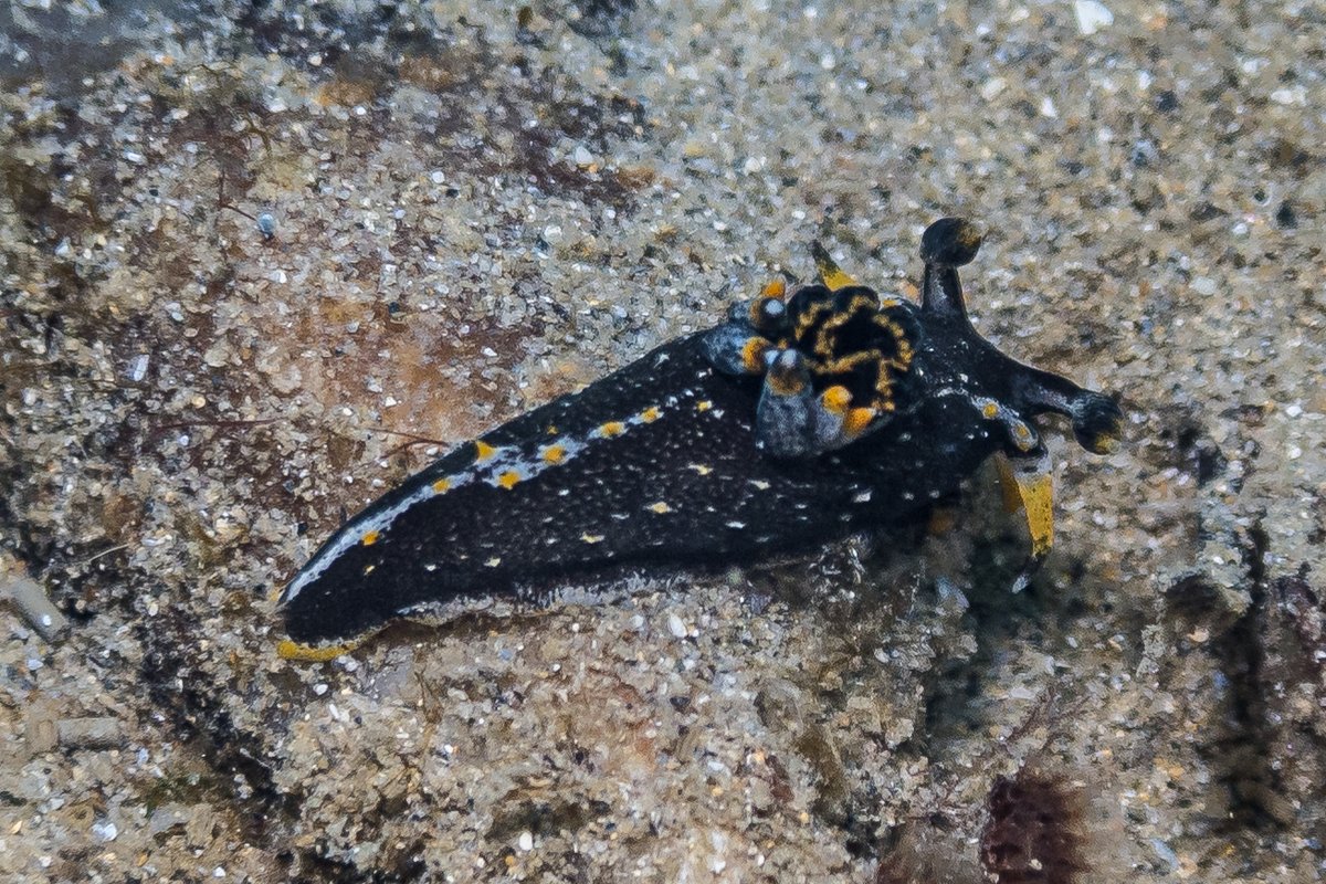 Hedgpeths Dorid