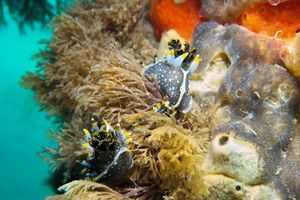 Hedgpeth's Dorid