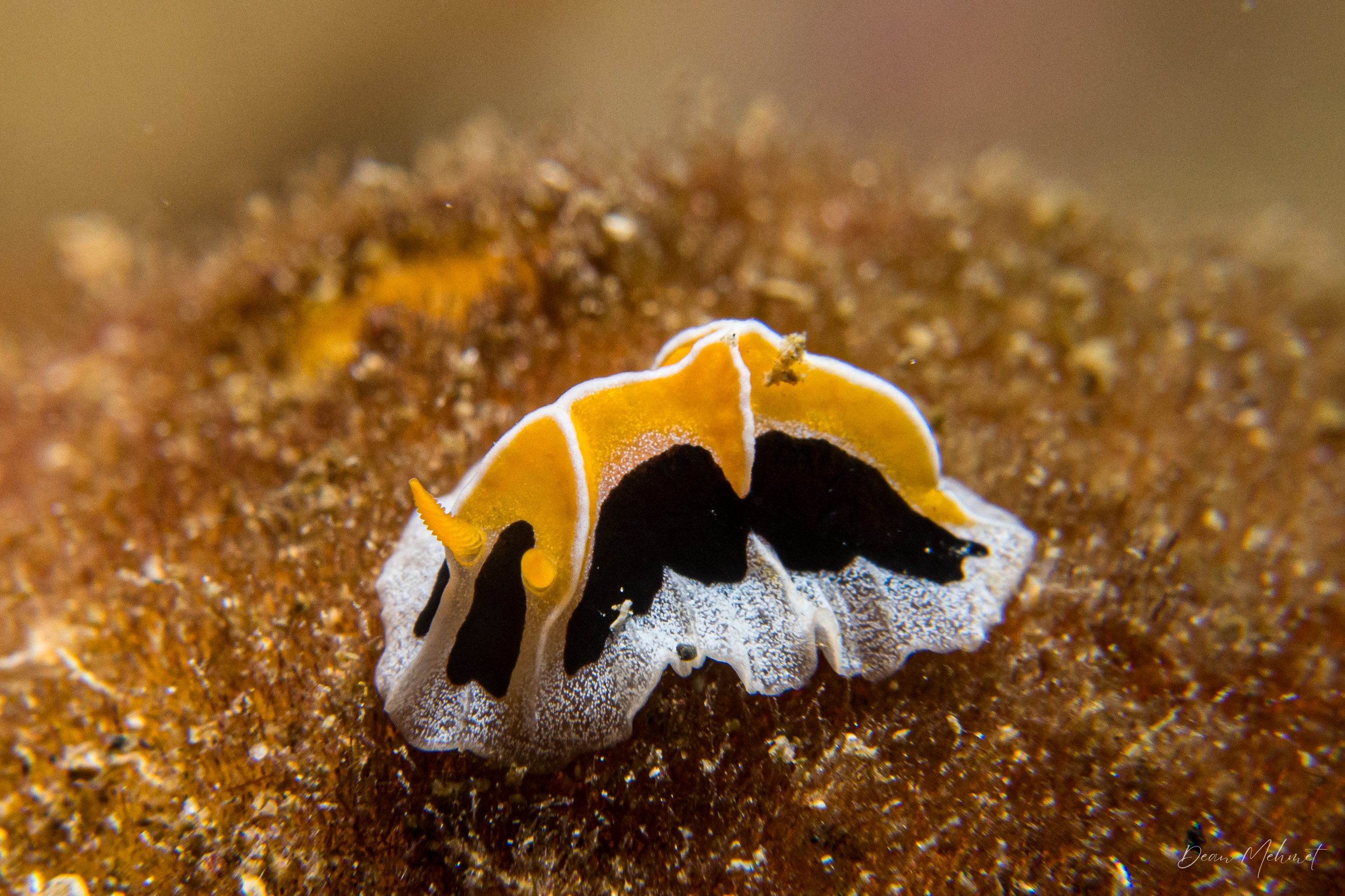 Mushroom Coral Reticulida