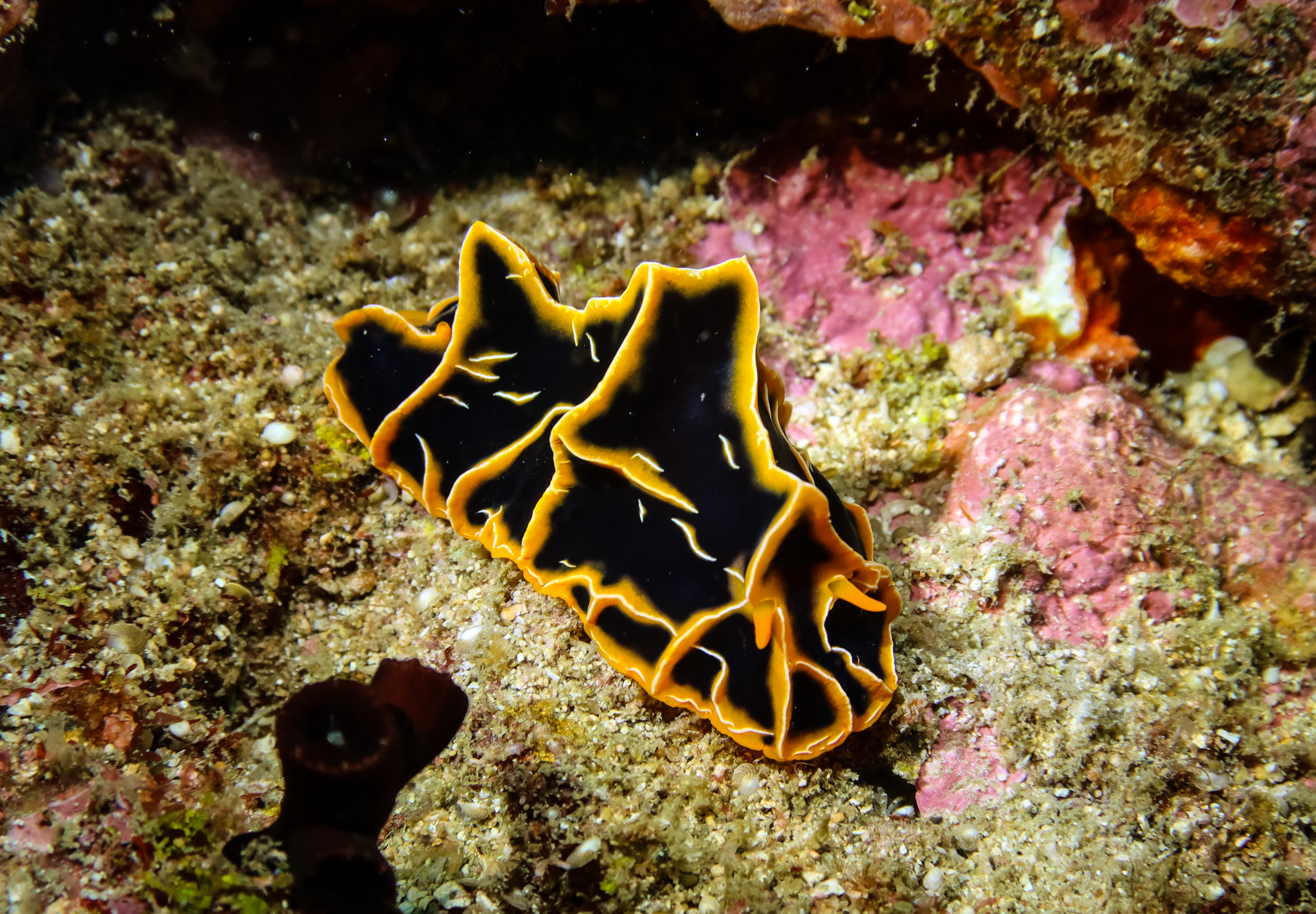 Chocolate Mango Nudibranch