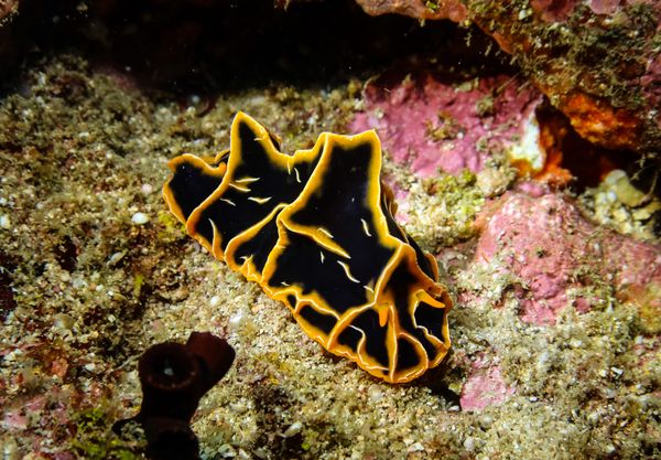 Chocolate Mango Nudibranch - Puerto Galera - 10 June 2025 - Dive 3