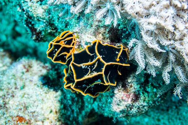 Chocolate Mango Nudibranch - Photo 3