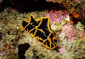 Chocolate Mango Nudibranch from Puerto Galera