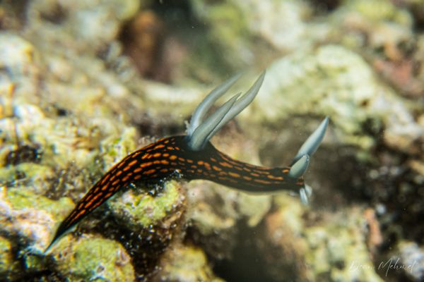 Slender Roboastra - Moalboal, Philippines - 8 August 2026 - Dive 2 - Pescador Island (Cathedral)