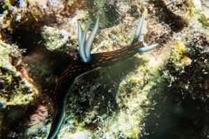 Slender Roboastra