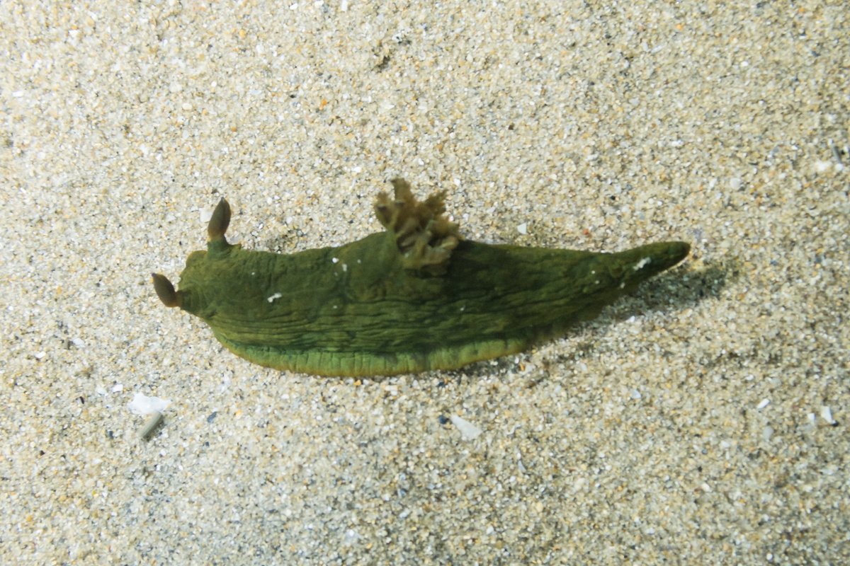 Tambja dracomus