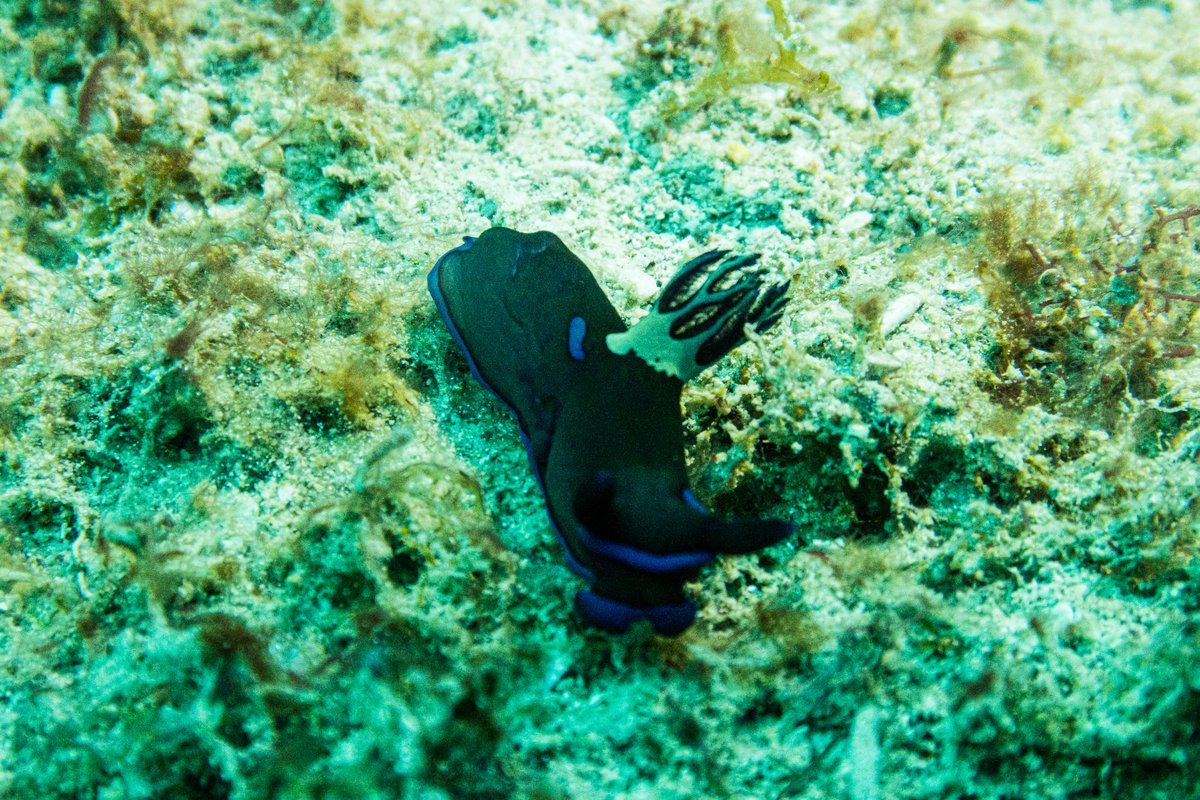 Gloomy Nudibranch
