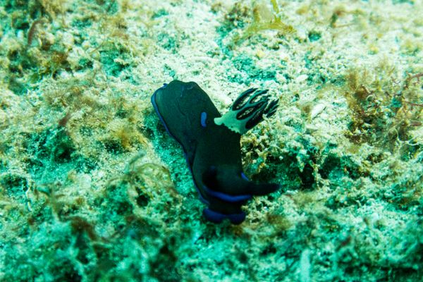 Gloomy Nudibranch - Photo 1