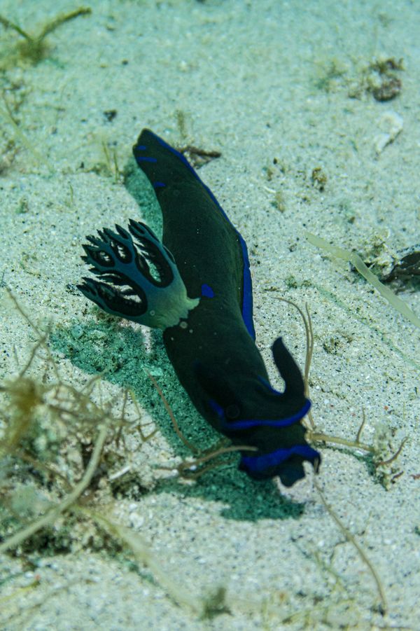 Gloomy Nudibranch - Photo 4