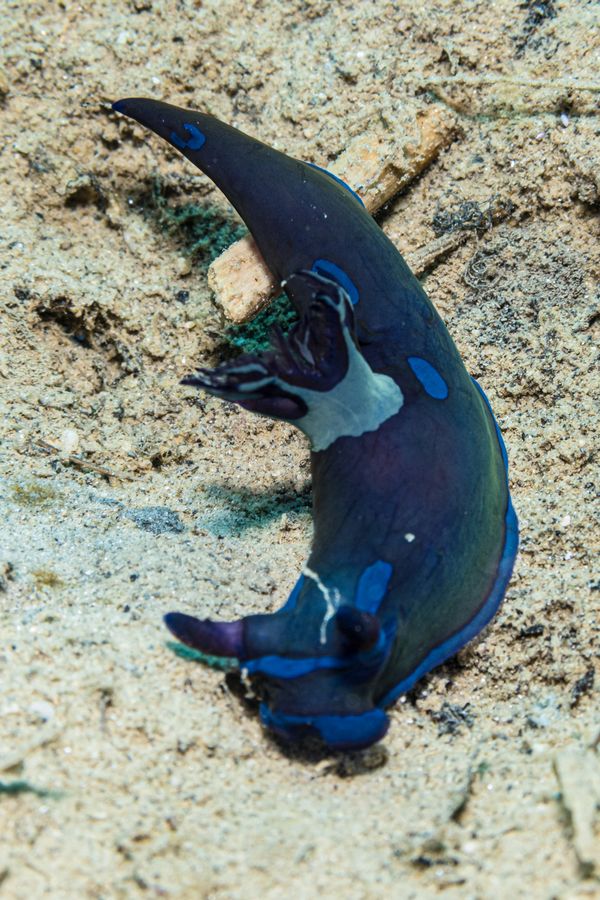 Gloomy Nudibranch - Photo 6