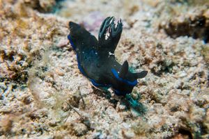 Gloomy Nudibranch