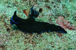 Gloomy Nudibranch