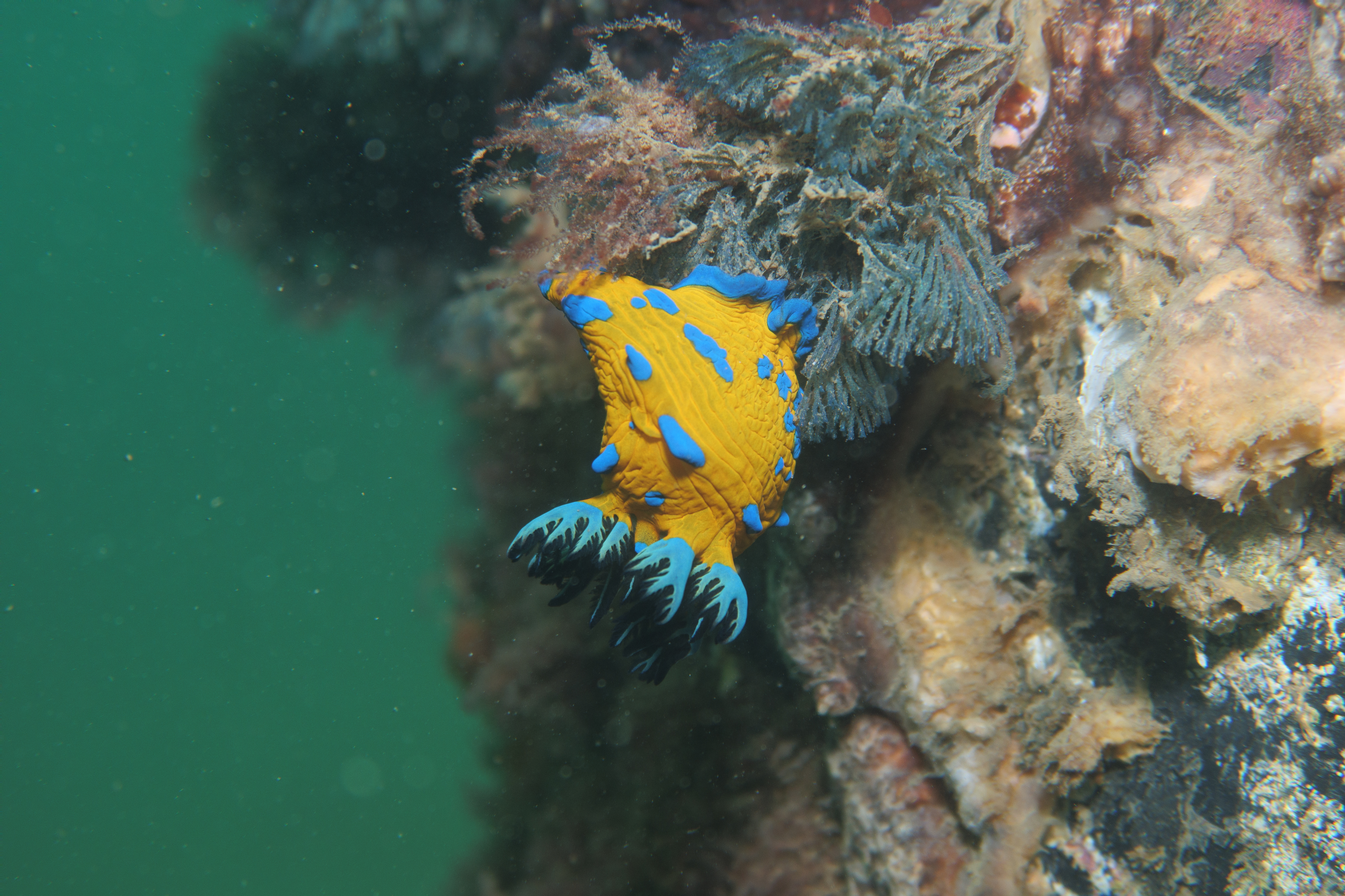 Verco's Nudibranch
