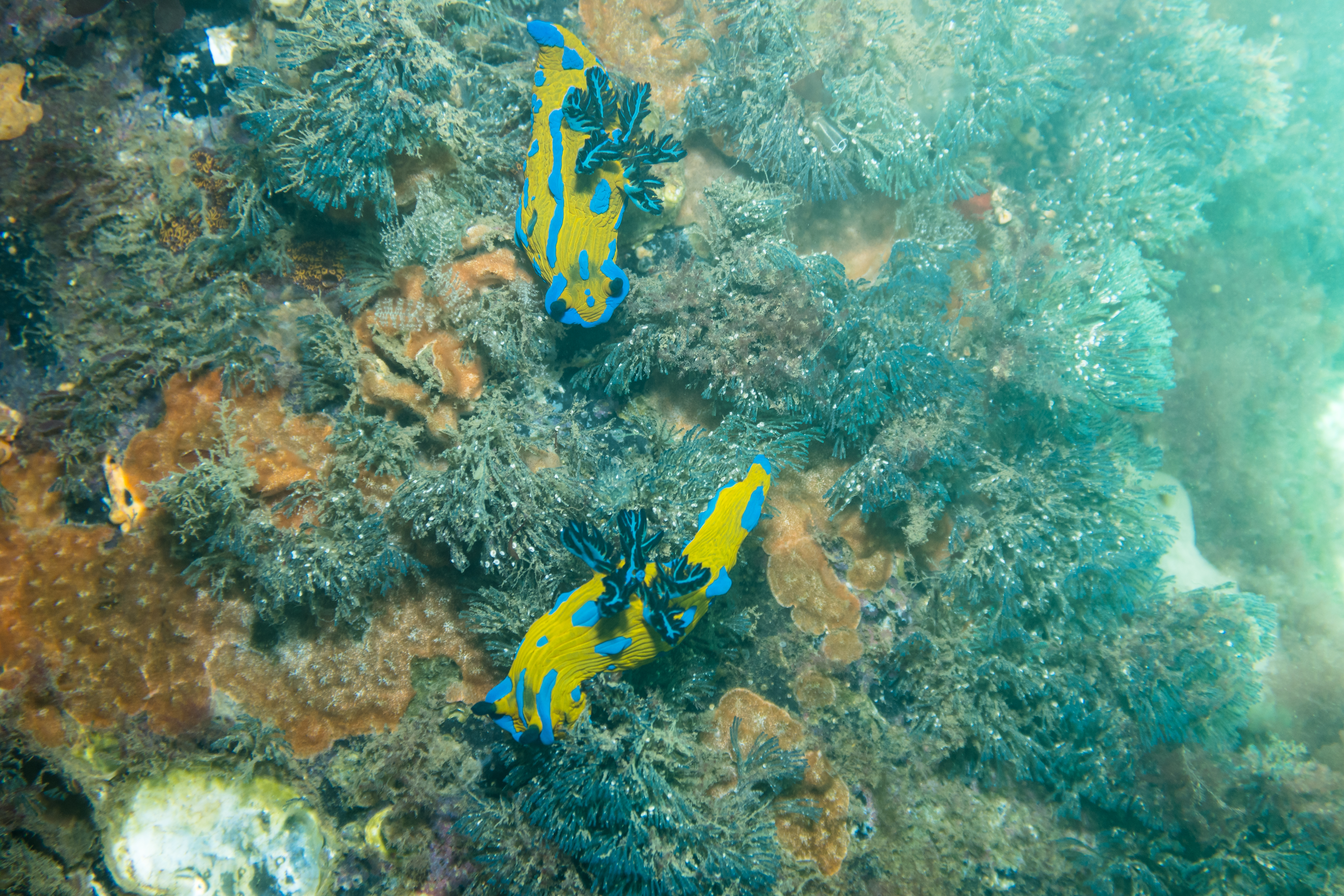 Verco's Nudibranch