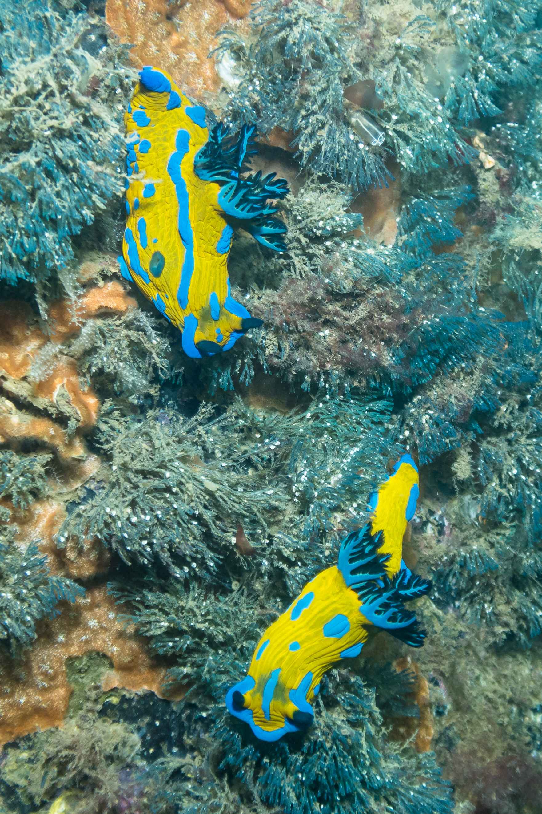 Verco's Nudibranch