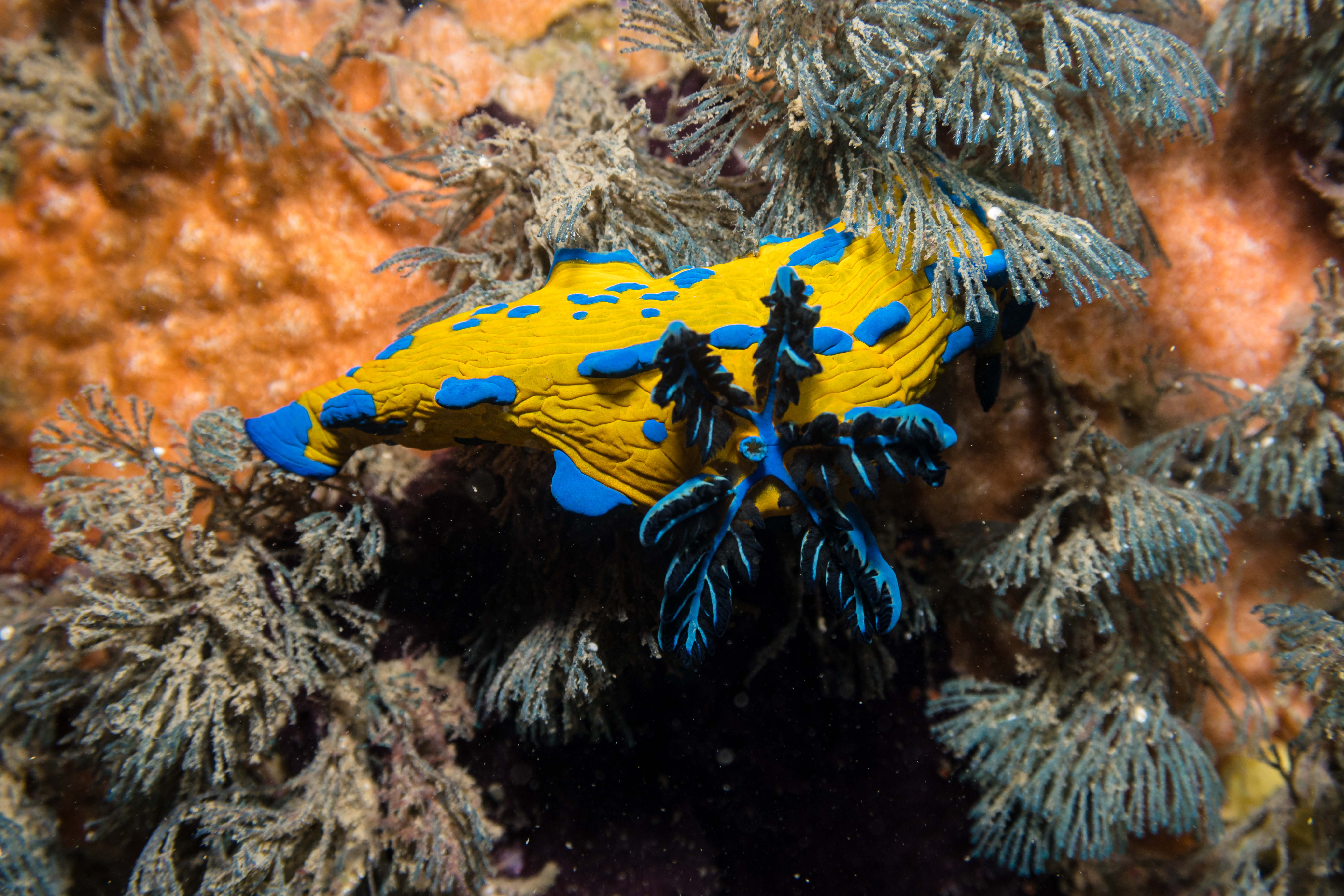 Verco's Nudibranch