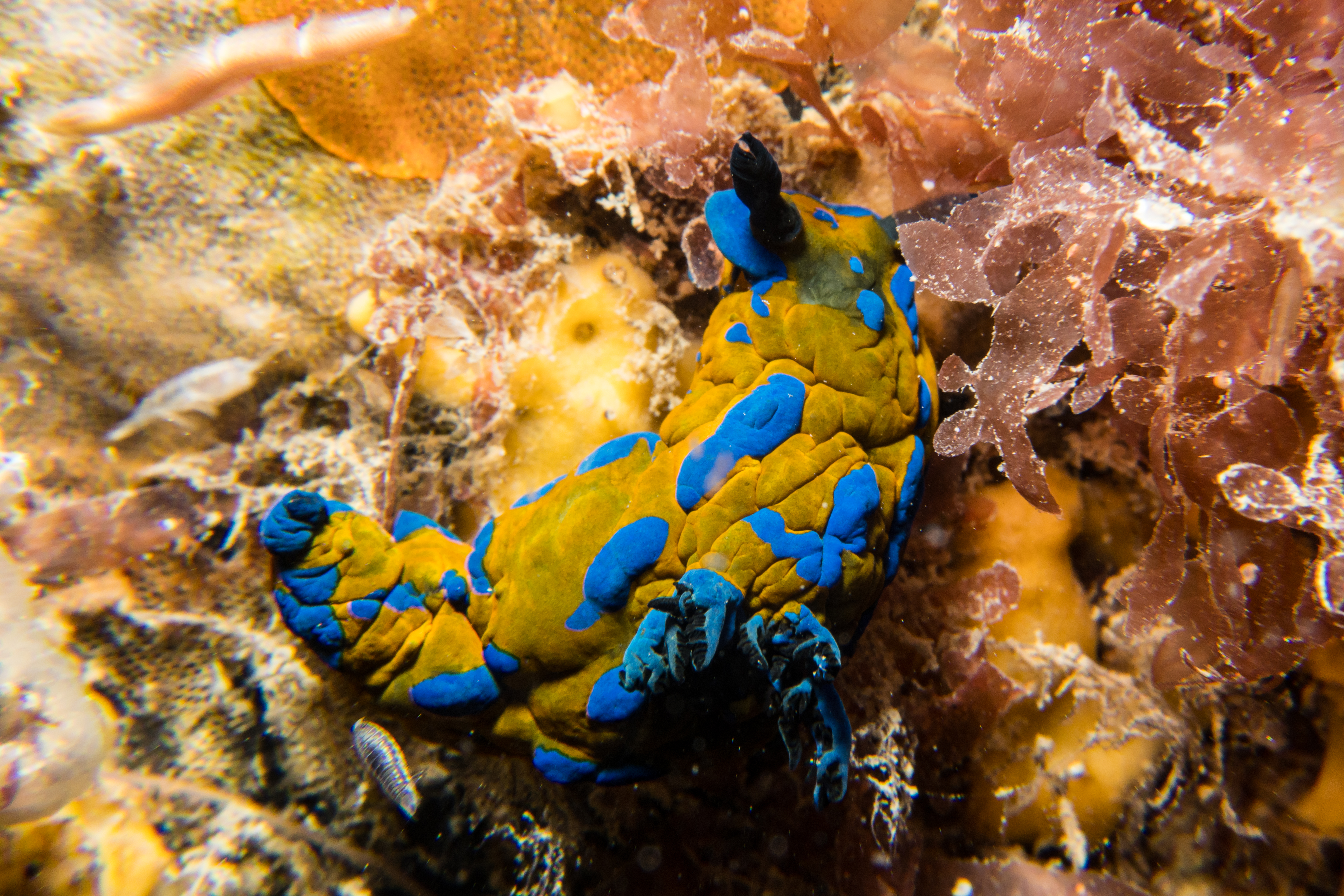 Verco's Nudibranch