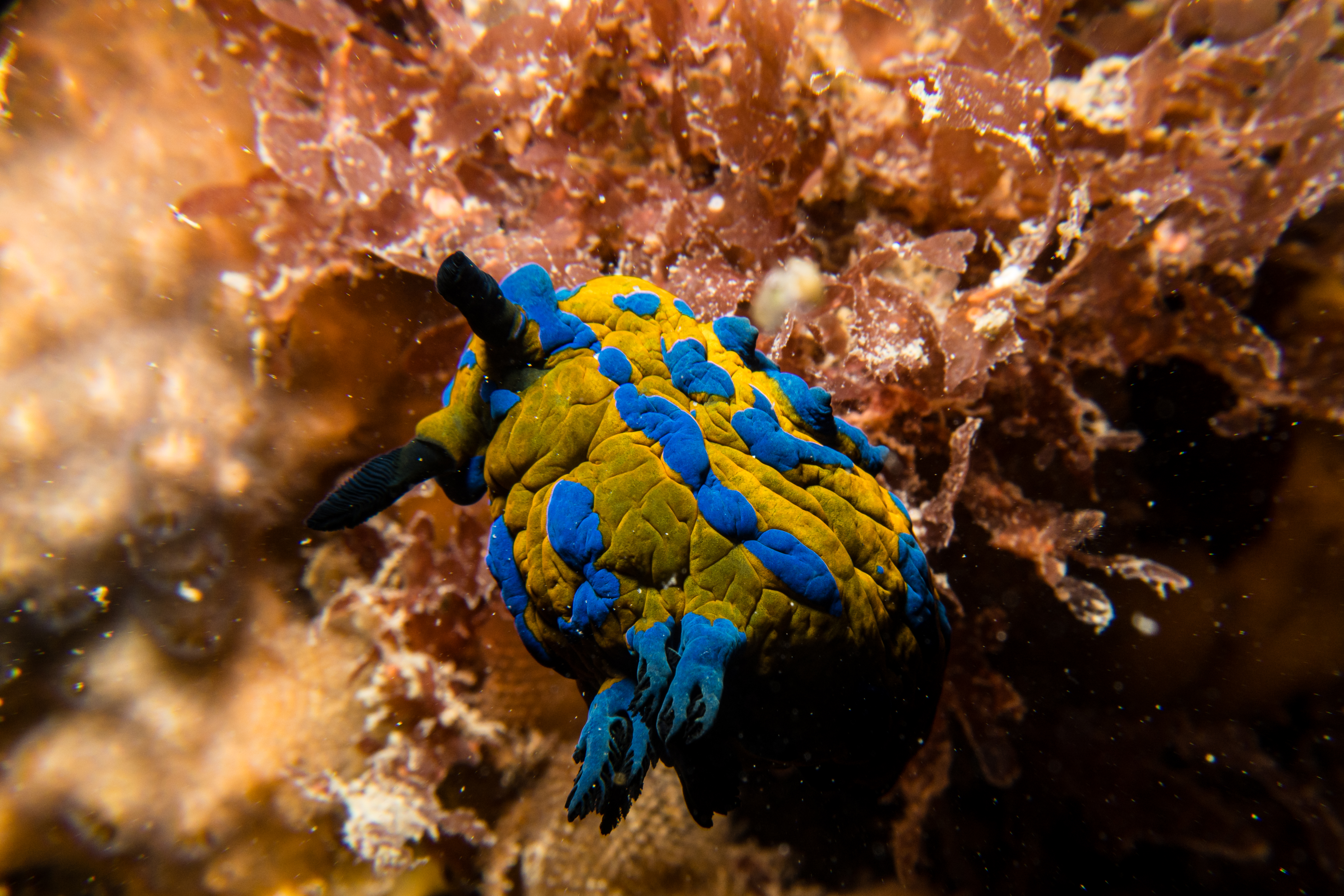Verco's Nudibranch