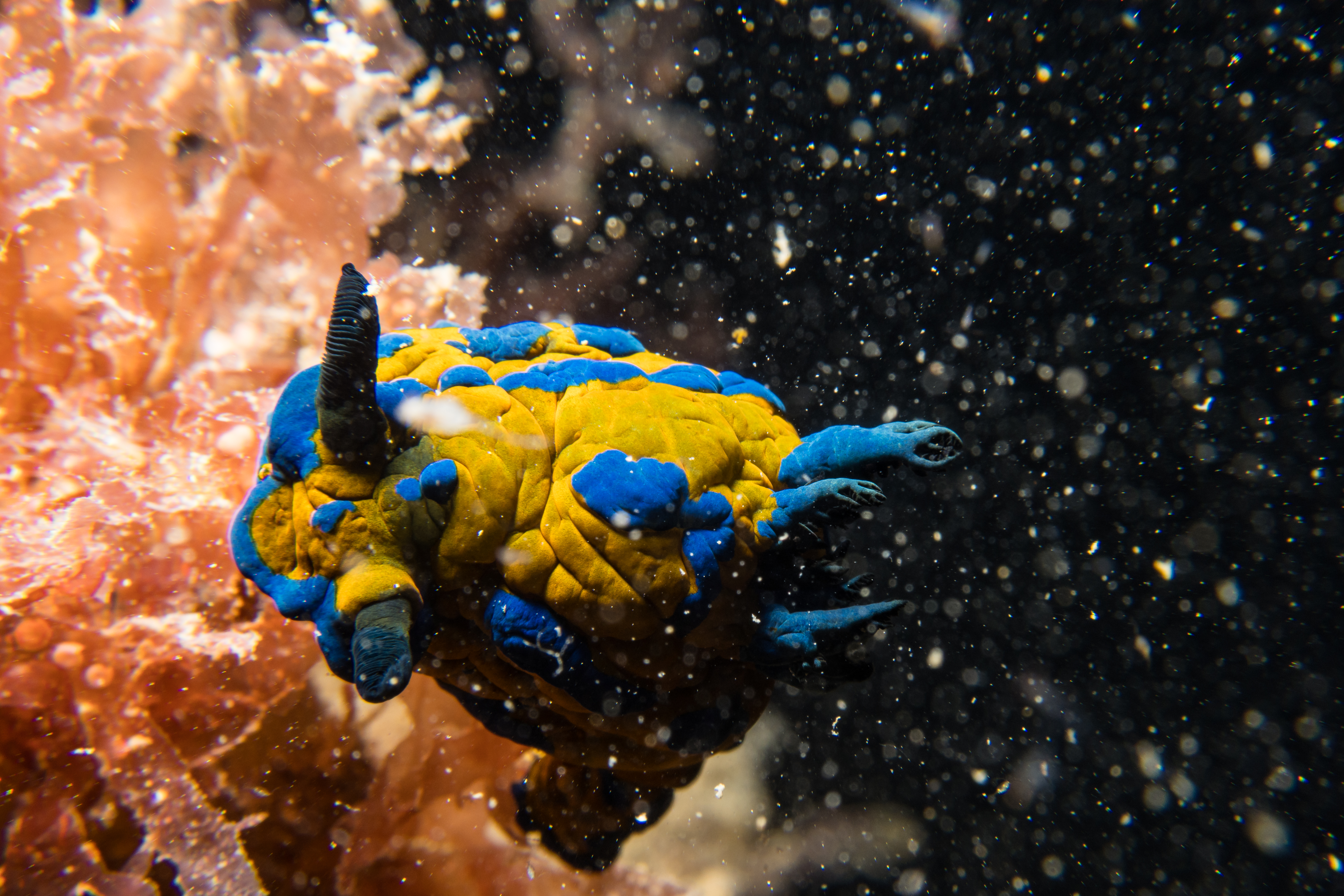 Verco's Nudibranch