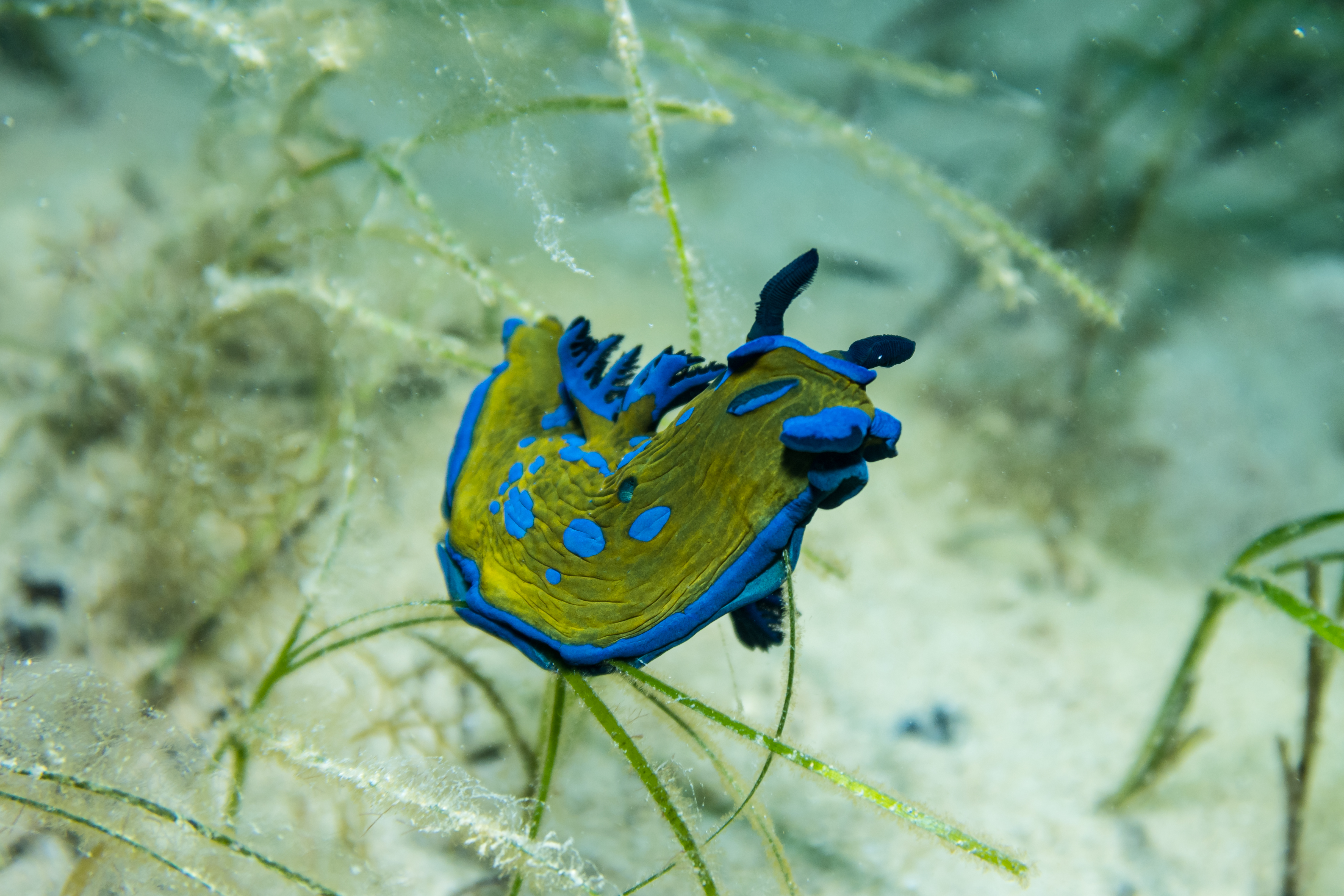 Verco's Nudibranch