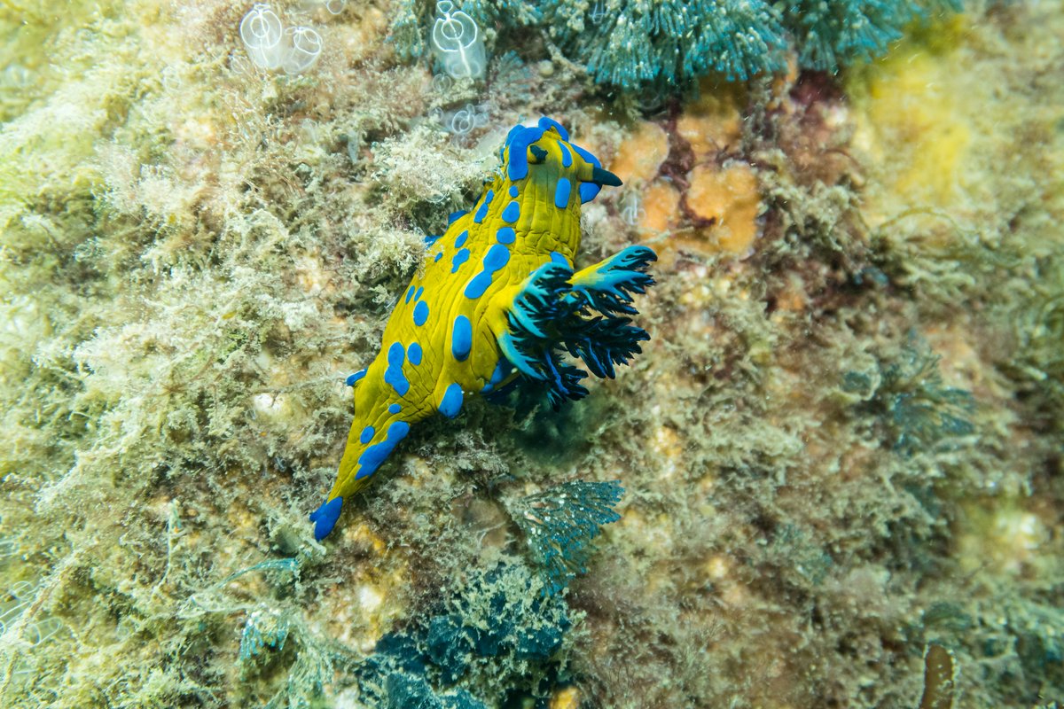 Vercos Nudibranch