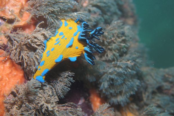 Verco's Nudibranch - Portland Jetty - Undated - Dive 0