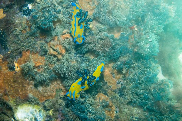 Verco's Nudibranch - Portland Jetty - Undated - Dive 0