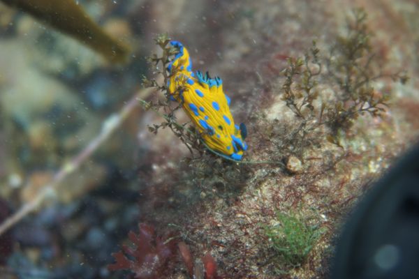 Vercos Nudibranch - Photo 10