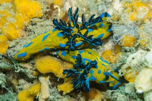 Verco's Nudibranch